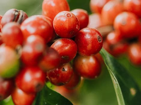 Guatemala, Flor De Cafe