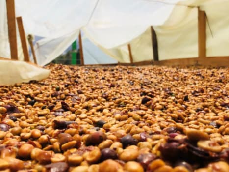 Guatemala FTO Honey Joyabaj Tres Cruces