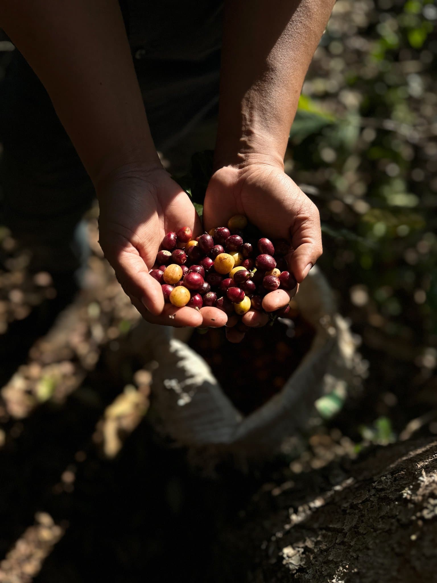 Colombia - Finca La Sirena - Mango Co-Ferment - PRESALE