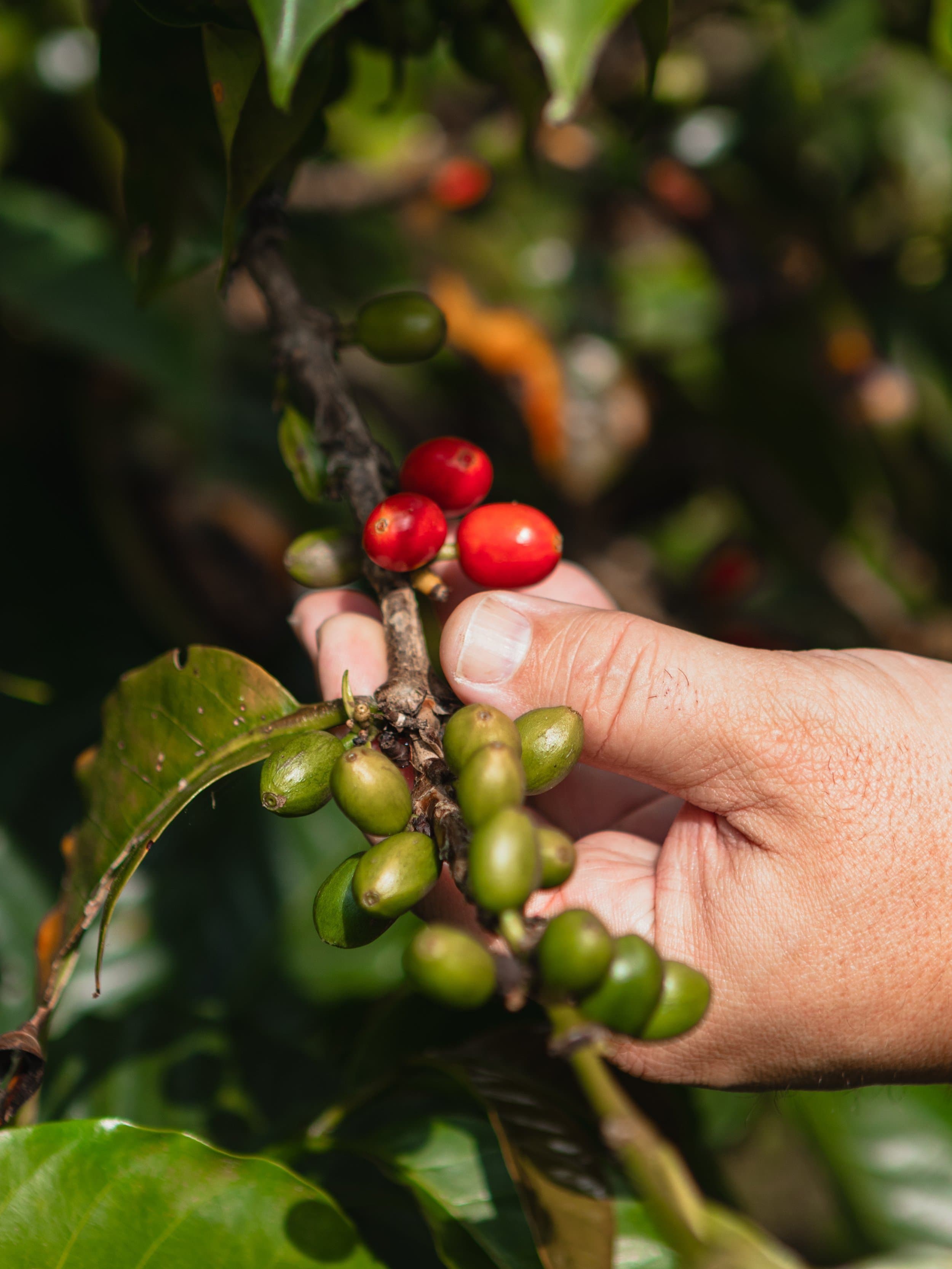 Colombia - Las Palmas - Tropical Splash