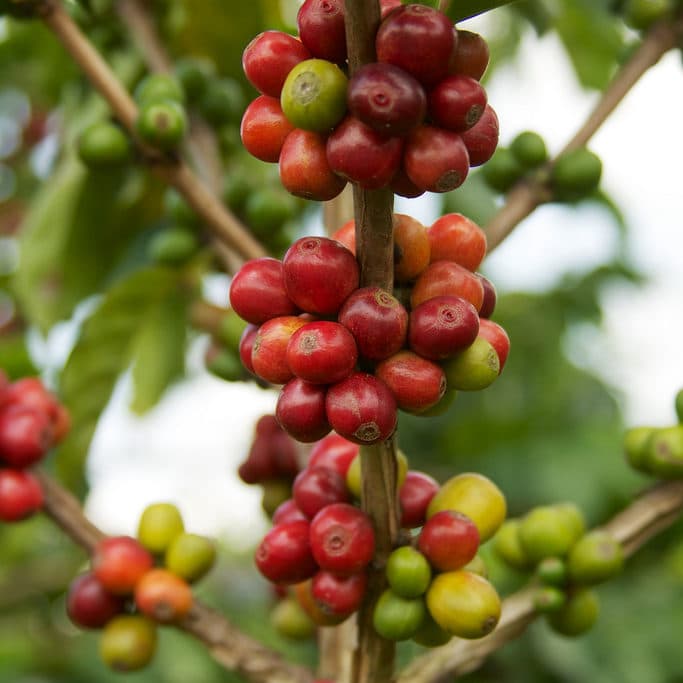 COSTA RICA- BLACK DIAMOND NATURAL